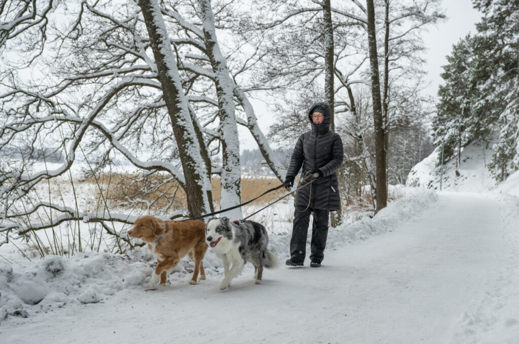 Nainen ulkoiluttaa kahta koiraa talvella.